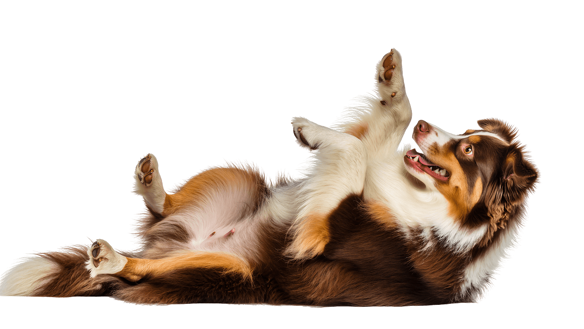 Dog lying down